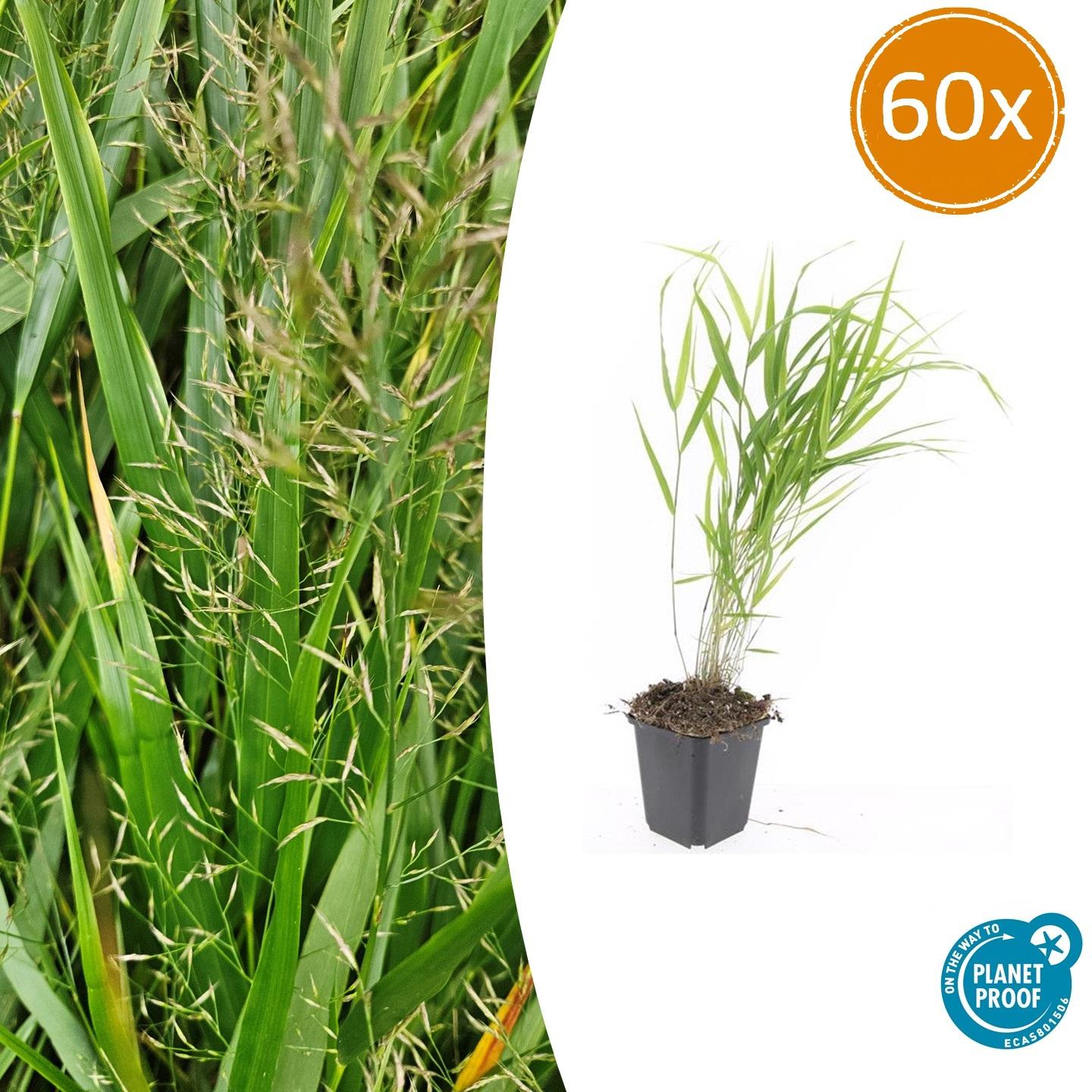Japan-Zwergschilf - Hakonechloa macra - ↕10-25cm - Ø9cm - 60 Pflanzen - Pflegeleicht & winterhart