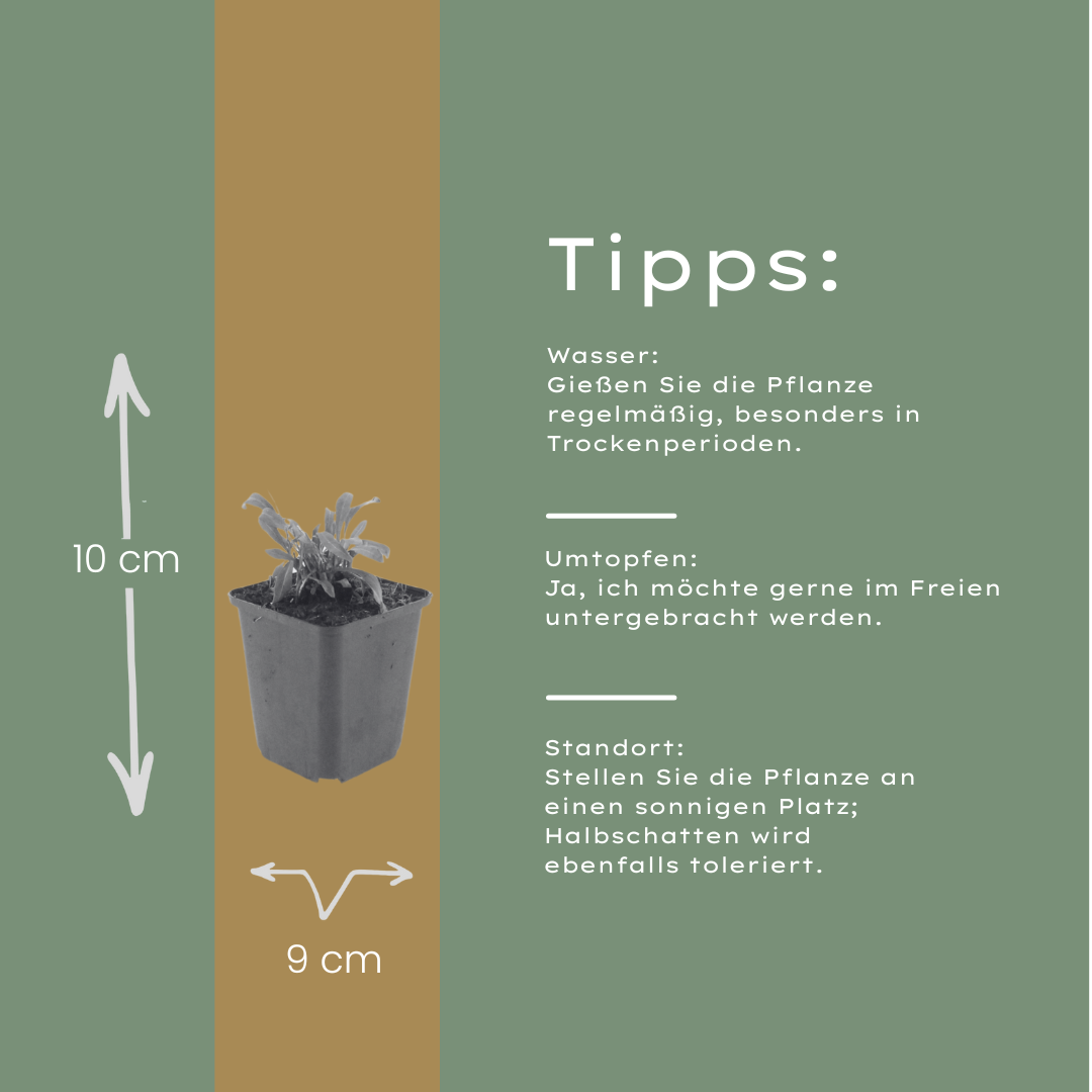 Gaura lindheimeri Siskiyou Pink – 6 Pflanzen – Ø9cm – Höhe 10-25cm – Prachtkerze – Kräftig rosafarbene Blüten – Für Beet, Präriegarten & Kübel