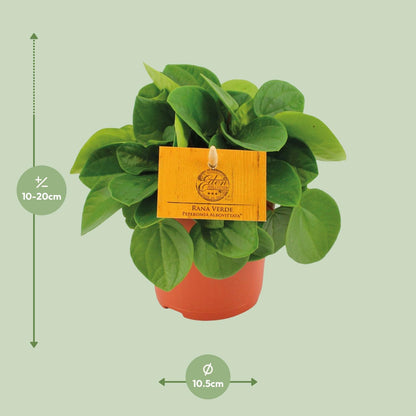 Zwergpfeffer - Peperomia Rana Verde - Zimmerpflanze - Ø11cm - ↕15cm