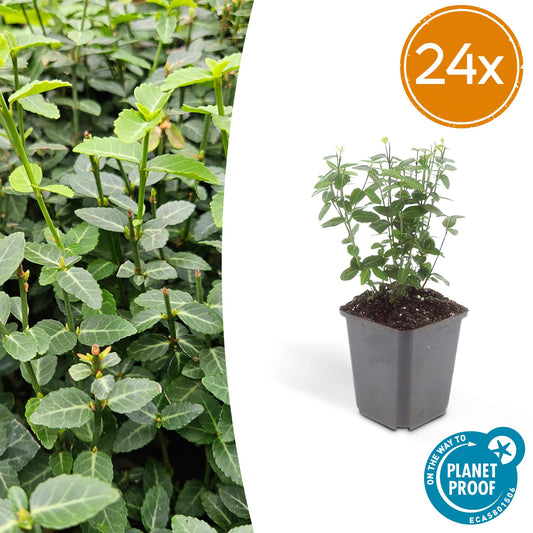Euonymus fortunei radicans – Bodendecker – 24 Pflanzen – Ø9cm – ↕10–25cm – Immergrün & winterhart – Für Schatten & Fassadenbegrünung 