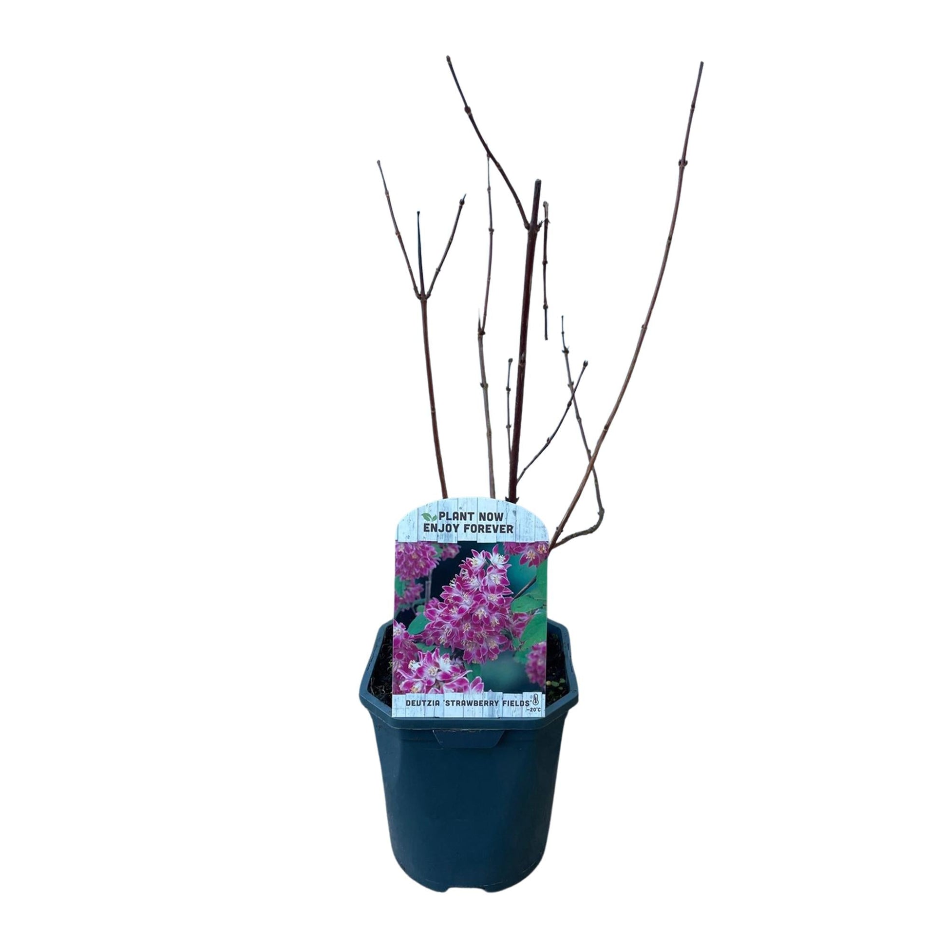 Sternchenstrauch – Deutzia hybrida Strawberry Fields – Rosa Blüten – Strauch – 17cm – Höhe 45cm – Wenig Pflege 