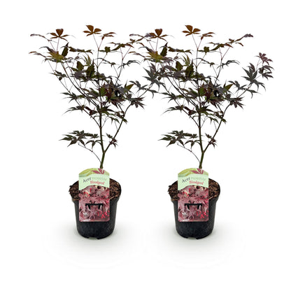 Japanischer Ahorn Acer palmatum Bloodgood – Rot – 2 Pflanzen – Laubabwerfender Zierbaum – Im 19 cm Topf – Ca. 70 cm hoch – Für Balkon, Terrasse & Beet – Auffällige rote Blätter – Pflegeleicht & elegant