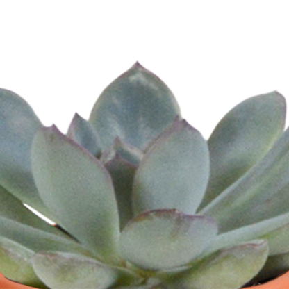 Kakteen & Sukkulenten Mischung – 15 Pflanzen 5,5 cm – Vielfältige Auswahl aus Cereus, Echeveria, Haworthia & Crassula – Hochwertige Qualität – Handbemalter mexikanischer Topf inklusive