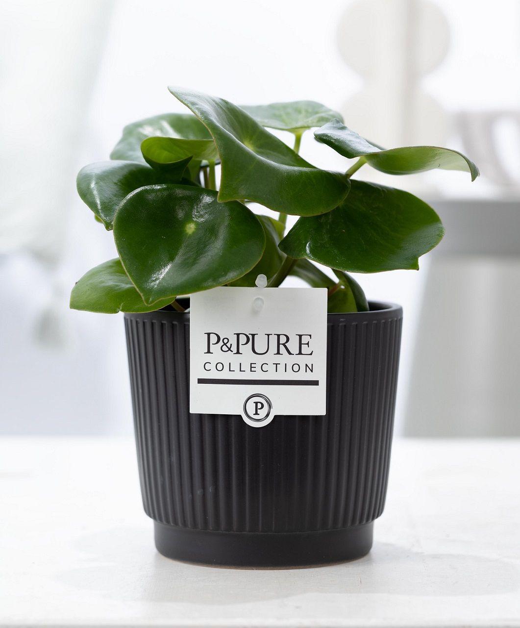 Peperomia Raindrop In P&PURE Liv Ceramics Matt Black - Ø12cm - ↕25cm 