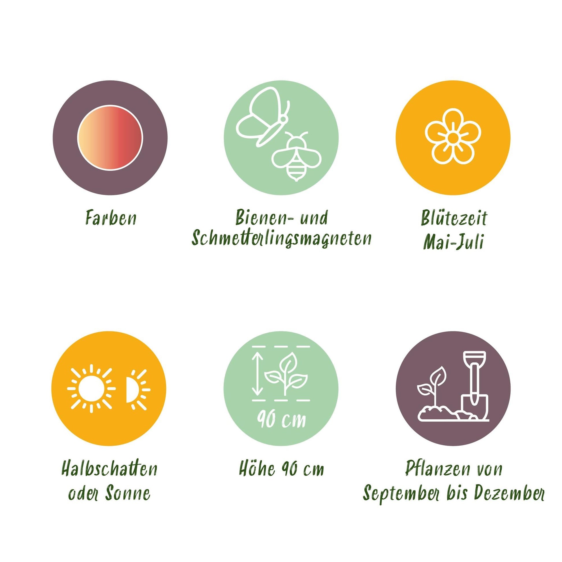 GreenboutiQ - Blumenzwiebeln - Allium Siculum - Farbe Rosa - 30 Stück - Zwiebelgröße 8/10 - XXL Pack 