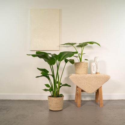 Baum-Strelitzie Strelitzia Nicolai + Alocasia Macrorrhiza + Seegras-Korb Selin – Zimmerpflanzen-Set – Ø19cm – Höhe 70-85cm – tropische & luftreinigende Pflanzen 
