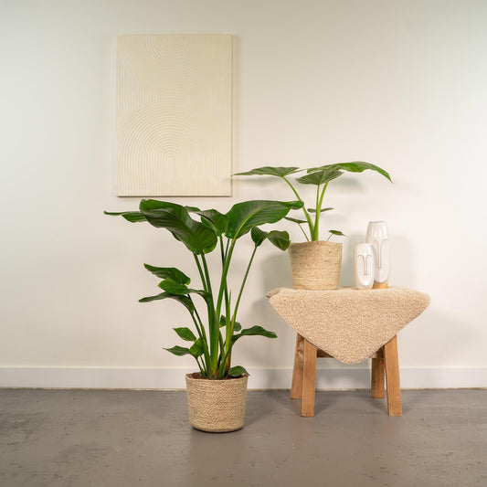 Baum-Strelitzie Strelitzia Nicolai + Alocasia Macrorrhiza + Seegras-Korb Selin – Zimmerpflanzen-Set – Ø19cm – Höhe 70-85cm – tropische & luftreinigende Pflanzen 