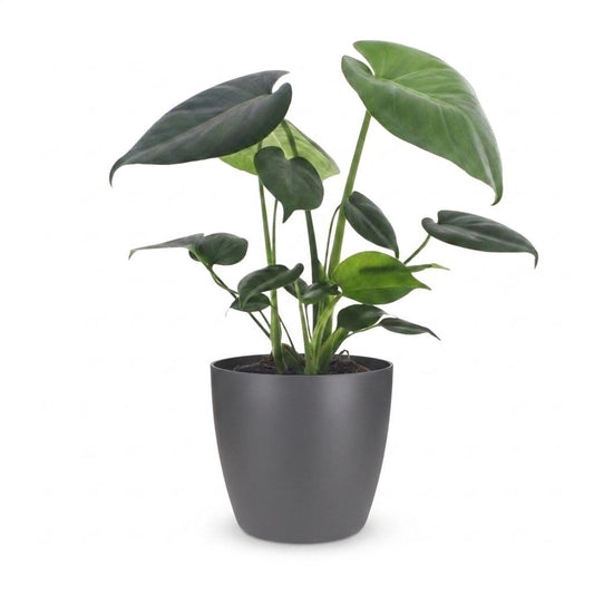 Fensterblatt – Monstera deliciosa – Topf Ø12cm – Höhe 30cm – mit grauem Dekotopf – Dekorative Zimmerpflanze – Ansicht 2