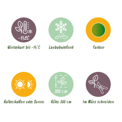 Japanischer Ahorn – Acer palmatum 'Emerald Lace' – 2 Pflanzen – je ca. 70 cm hoch – Topf Ø19 cm – fein geschnittenes Laub – Balkon- & Gartenpflanze 