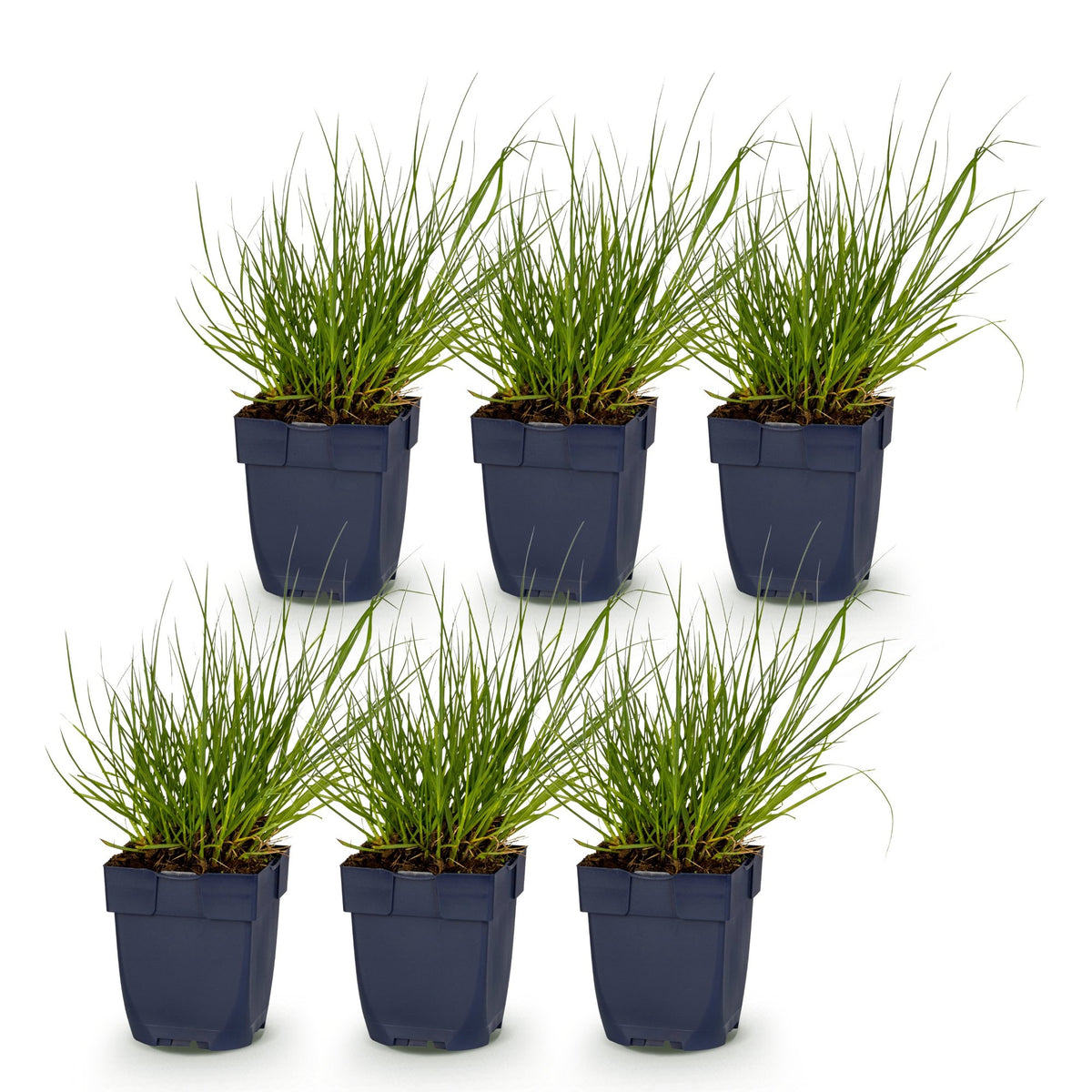 Rutenhirse 'Northwind' – Panicum virgatum 'Northwind' – Topf Ø11cm – Bienenfreundliche Staude für Garten & Balkon