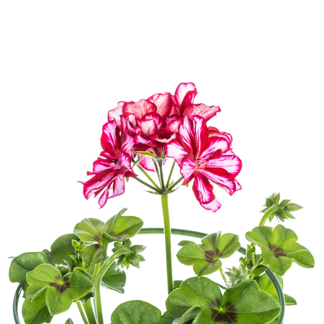 Geranie - Pelargonium peltatum Mexican Ruby - Ø12 cm - ↕20 cm - 8 Stück 