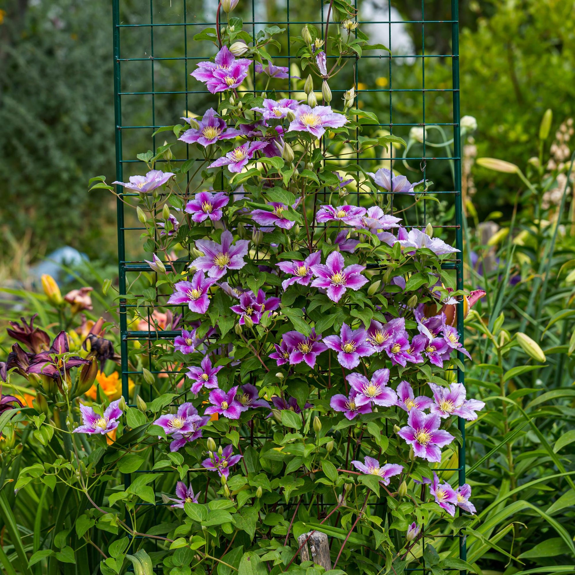 Kletterpflanze – Clematis Piilu – Rosa Blüten – 2 Pflanzen – 11cm – Höhe 40cm – Blüte Mai–September – Pflegeleicht & bienenfreundlich 