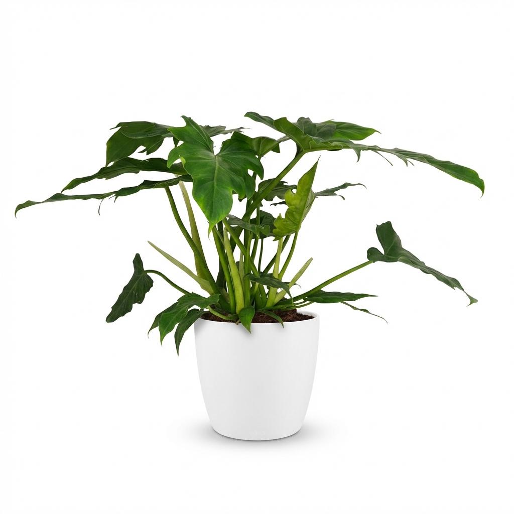 Green boutiQ - Zimmerpflanze - Philodendron - Philodendron Lacerum - Grün - Pflegeleicht - 1 Pflanze - mit weißem Übertopf - Topf 19cm - Höhe 65cm 