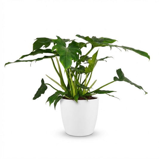 Green boutiQ - Zimmerpflanze - Philodendron - Philodendron Lacerum - Grün - Pflegeleicht - 1 Pflanze - mit weißem Übertopf - Topf 19cm - Höhe 65cm 