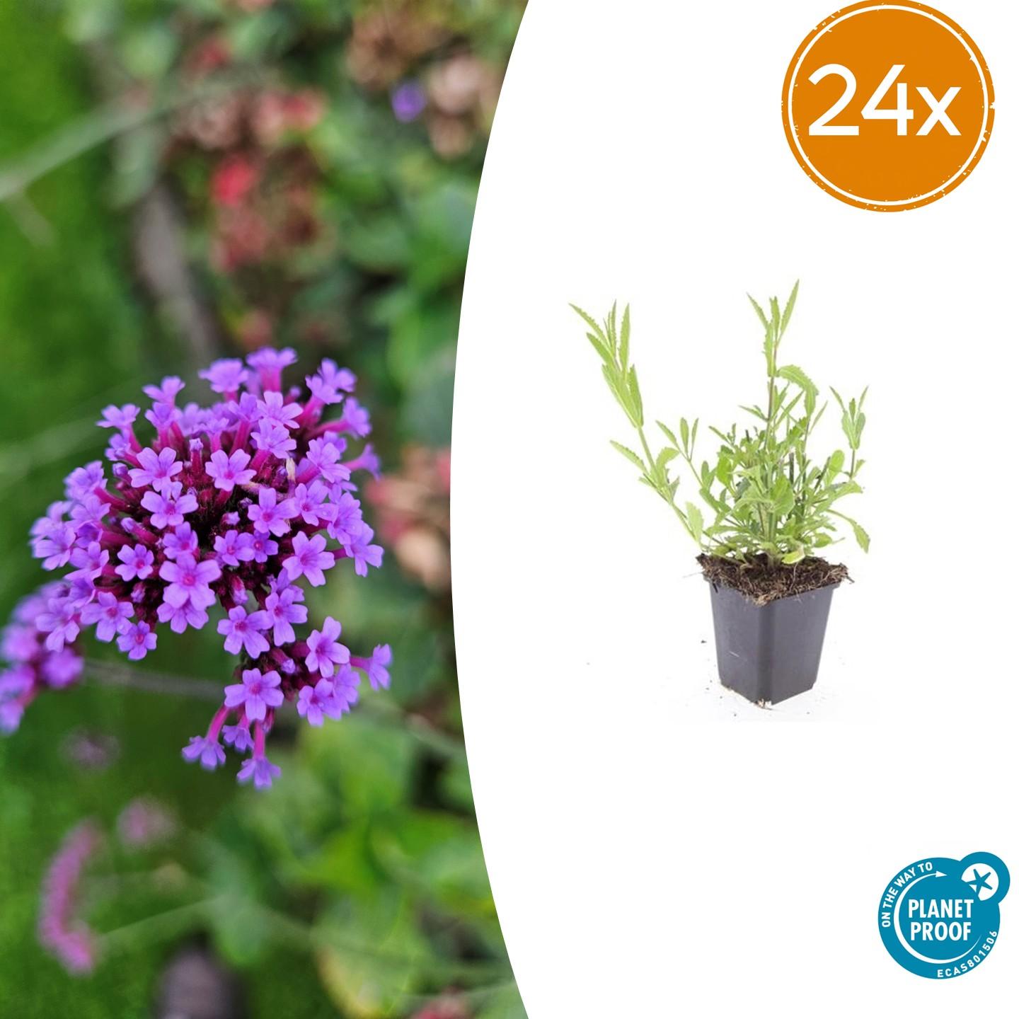Verbena bonariensis – 24 Pflanzen – ↕10-25cm – Ø9cm – Patagonisches Eisenkraut – Luftige Staude, bienenfreundlich & winterhart 