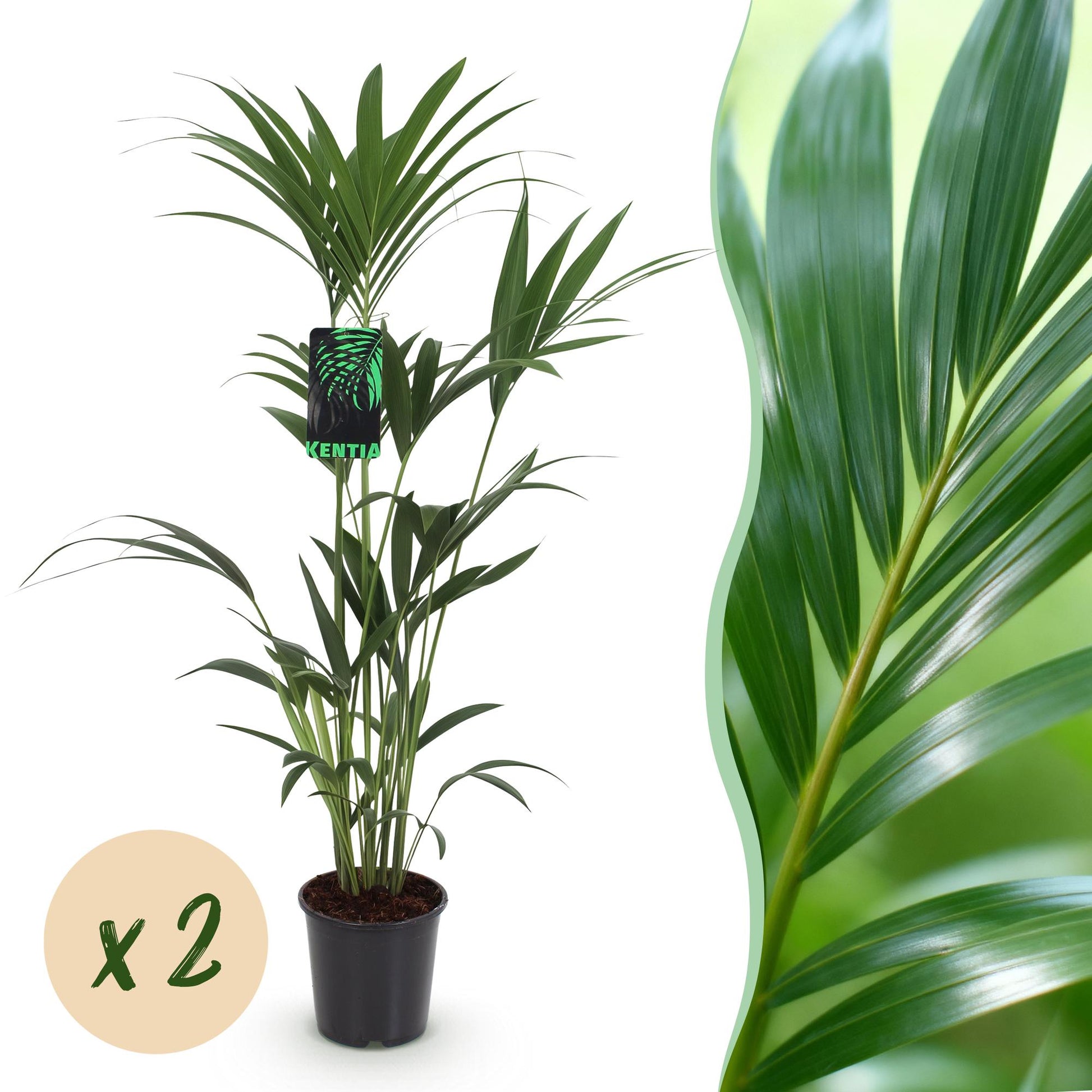Howea Forsteriana – Kentia-Palme – 2 Pflanzen – 120–130cm – 21cm – Pflegeleichte Zimmerpalmen mit eleganten Wedeln – Robuste, luftreinigende Grünpflanzen 