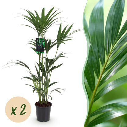 Howea Forsteriana – Kentia-Palme – 2 Pflanzen – 120–130cm – 21cm – Pflegeleichte Zimmerpalmen mit eleganten Wedeln – Robuste, luftreinigende Grünpflanzen 