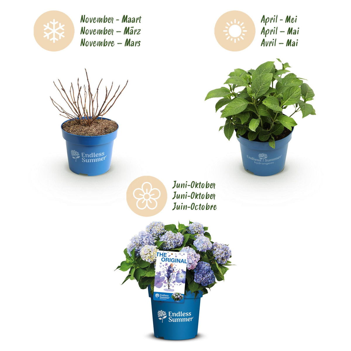 Green boutiQ - Gartenpflanze - Hydrangea Endles Summer The Orginal Blue - Hortensie - Winterhart - Blau - 1 Pflanze - Topf 14cm - Höhe 20-25cm 