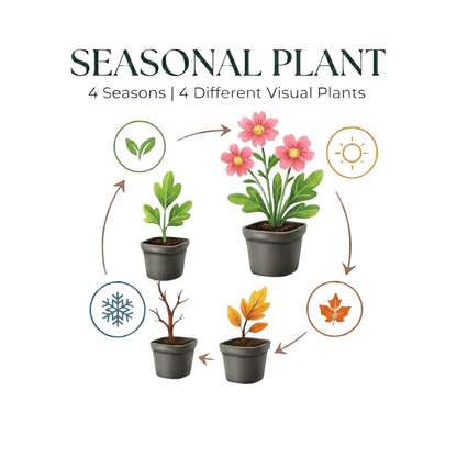 Astrantia major Sterndolde 12 Pflanzen – 10-25cm – Ø9cm – Winterharte Staude für Garten & Beet – Bienenfreundliche Blühpflanze – Mehrjährige Gartenpflanzen im Topf