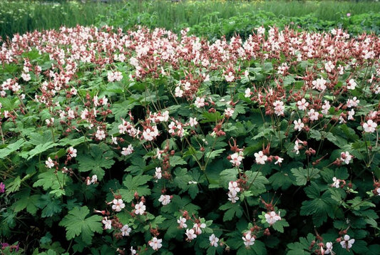 Felsen-Storchschnabel Geranium macrorrhizum 'Spessart' – Winterharter Bodendecker – 12 Pflanzen – Ø9 cm Töpfe – Höhe 10-25 cm – Weiße Blüten & grünes Laub – Ideal für Steingärten & Beete