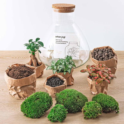 Flaschengarten DIY Bausatz Sam XL Bonsai – Terrarium Ø30cm x H35cm – Do-It-Yourself Mini-Ökosystem – Selbstpflegendes Pflanzterrarium mit Ficus Ginseng & Fittonia 
