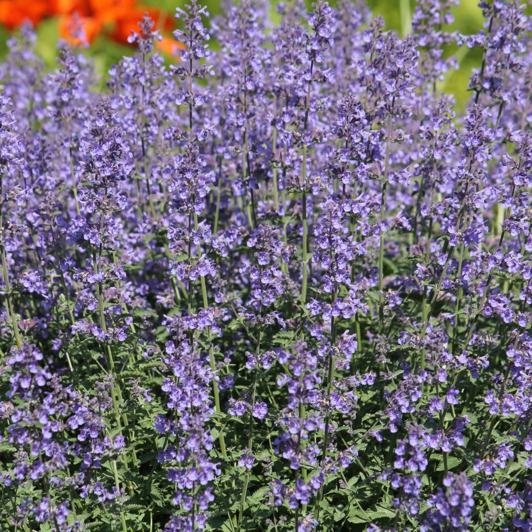Nepeta Grol Katzenminze – 6 Pflanzen – Ø9cm – Höhe 10-25cm – Blauviolett blühende Staude – Bienenfreundlich – Für Beet, Rabatte & Steingarten