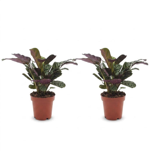 Fischgräten-Gebetspflanze – Ctenanthe burle-marxii – 2 Pflanzen – Topf Ø12cm – Höhe 30cm – Ansicht 2