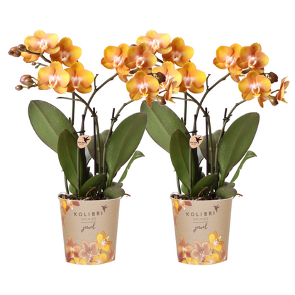 Phalaenopsis-Orchidee - Las Vegas - Topfgröße Ø12cm - Zimmerpflanze - 2 Stück