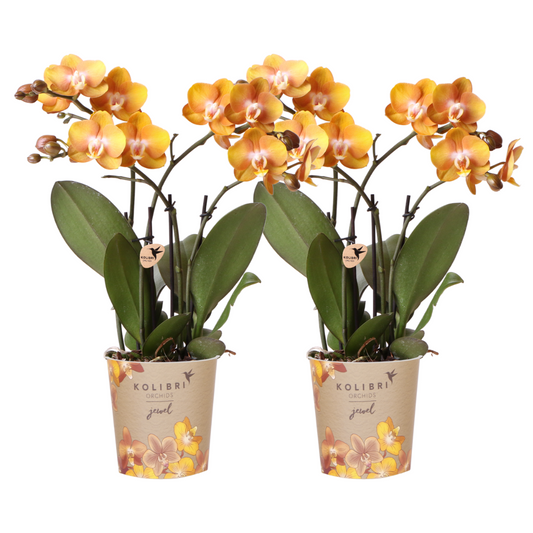 Phalaenopsis-Orchidee - Las Vegas - Topfgröße Ø12cm - Zimmerpflanze - 2 Stück