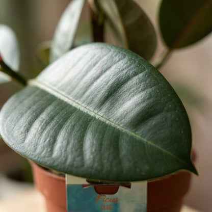 Green boutiQ - Zimmerpflanze - Gummibaum - Ficus Elastica Cloe - Grün - Pflegeleicht - 1 Pflanze - Topf 19cm - Höhe 65cm 