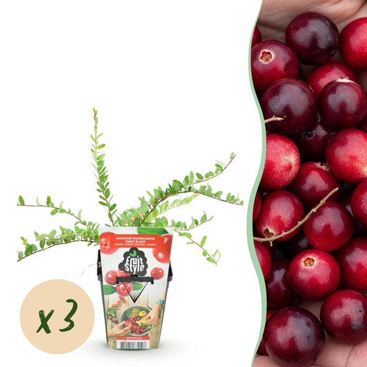 GreenboutiQ - Obstpflanzen - Blaubeere - Vaccinium macrophylla Early Black - Winterhart - 3 Pflanzen - Topf 9 cm - Dunkelrote Beere 