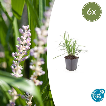 Glöckchentraube Liriope muscari 'Monroe White' – ↕10-25cm – Ø9cm – 6 Pflanzen – Immergrün & winterhart – Bodendecker & Beetpflanze