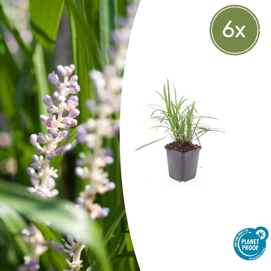 Glöckchentraube Liriope muscari 'Monroe White' – ↕10-25cm – Ø9cm – 6 Pflanzen – Immergrün & winterhart – Bodendecker & Beetpflanze