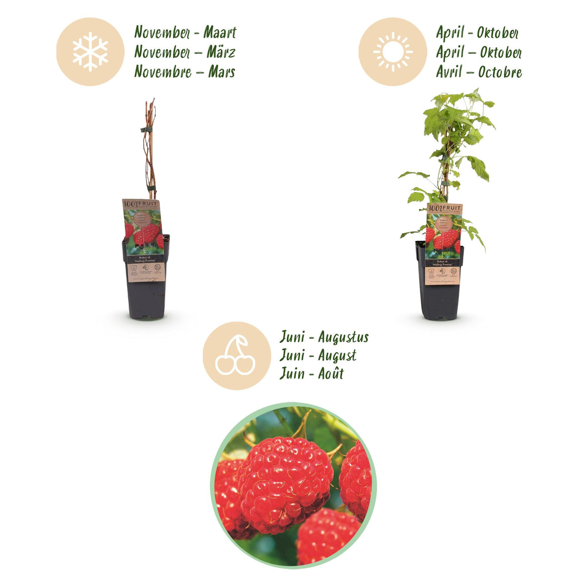 Green boutiQ - Fruit plant - Rubus idaeus Malling Promise - Raspberry plant - Hardy - Red Raspberry - 2 Plants - Pot 15cm - Height 50cm 