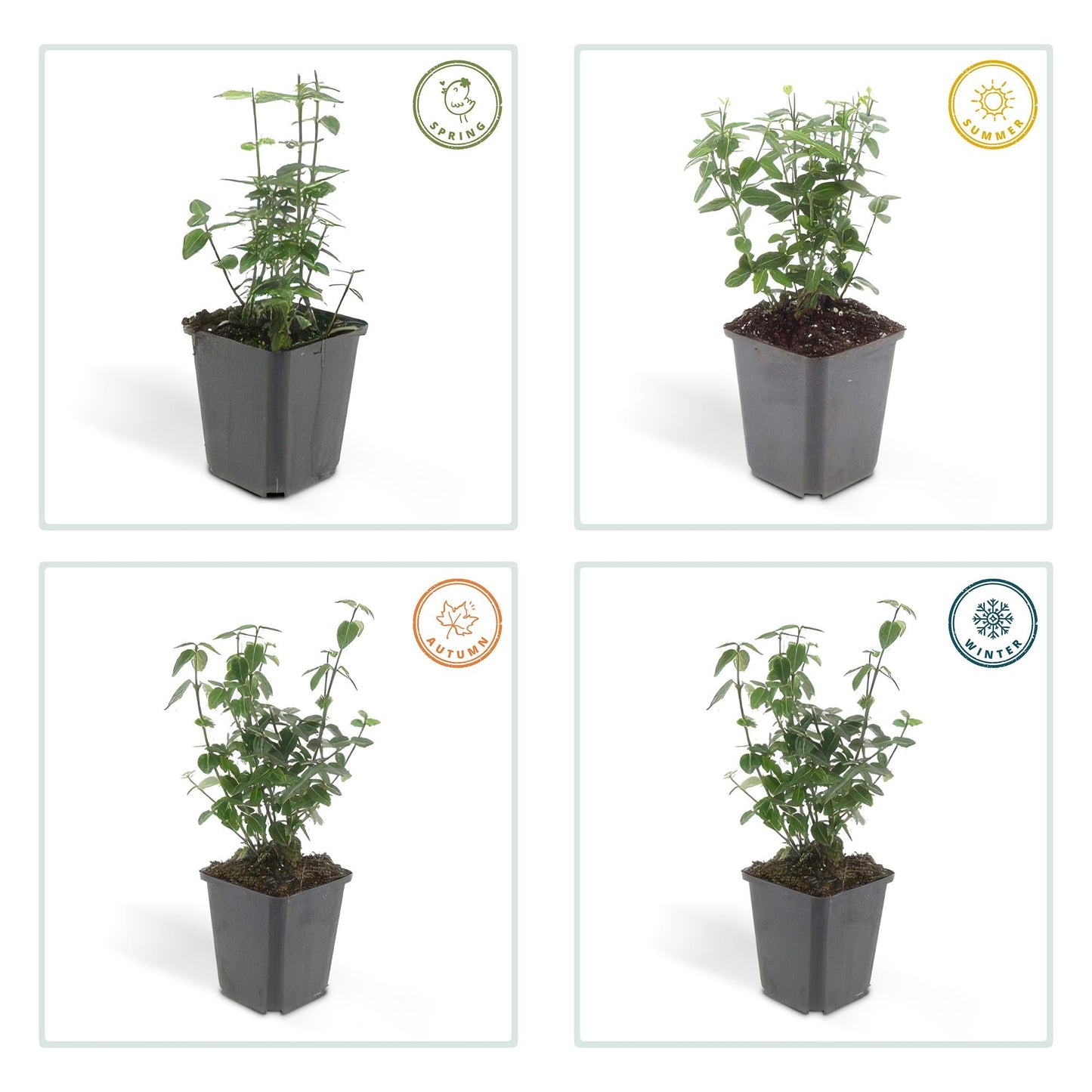 Euonymus fortunei radicans – Bodendecker – 48 Pflanzen – Ø9cm – ↕10–25cm – Immergrün & winterhart – Für Schatten & Flächenbegrünung 