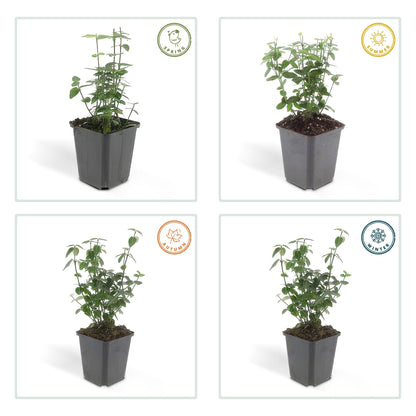 Euonymus fortunei radicans – Bodendecker – 48 Pflanzen – Ø9cm – ↕10–25cm – Immergrün & winterhart – Für Schatten & Flächenbegrünung 