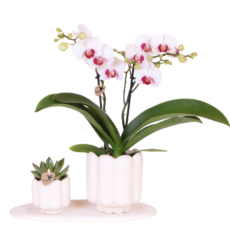 Kolibri Orchids | Geschenkset Retro White | Gibraltar Orchidee Ø9cm + Grünpflanze Ø6cm – inkl. Retro‑Übertöpfe & weißes Tablett – frisch vom Züchter 