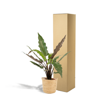 Alocasia Lauterbachiana – Pfeilblatt – Zimmerpflanze – Ø19 cm – ↕80 cm – Mit Korb Selin – Elefantenohr – Luftreinigend – Pflegeleicht 