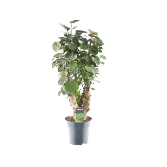 Polyscias Fabian – Zimmerpflanze – Ø17cm – 60cm hoch – Luftreinigend – Pflegeleicht & dekorativ 