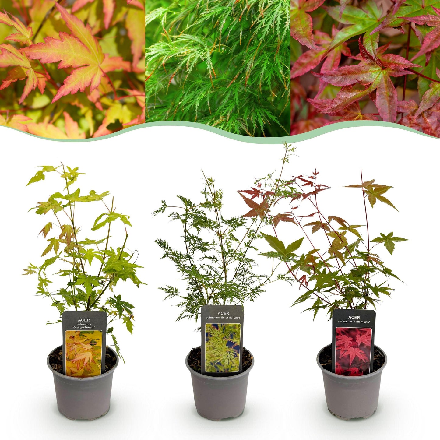 GreenboutiQ - Gartenpflanze - Acer palmatum Tricolour - Rot-Grün-Orange - 3 Pflanzen - Laubabwerfend - Wenig Pflege - Topf 12cm Höhe 35cm 
