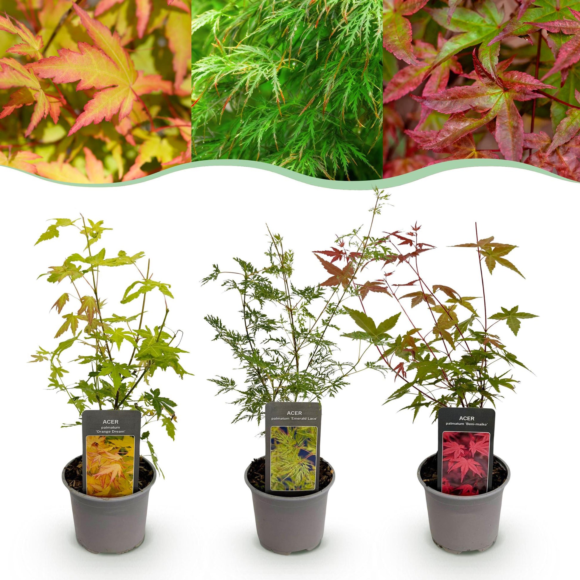 GreenboutiQ - Gartenpflanze - Acer palmatum Tricolour - Rot-Grün-Orange - 3 Pflanzen - Laubabwerfend - Wenig Pflege - Topf 12cm Höhe 35cm 