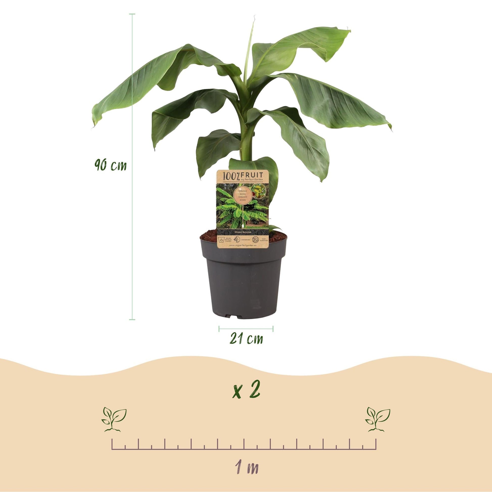Japanische Faserbanane – Musa Basjoo – Winterharte Bananenpflanze – Ø21 cm – Höhe ca. 90 cm – Exotische Obstpflanze für Garten & Terrasse – Große grüne Blätter – Robust & dekorativ 