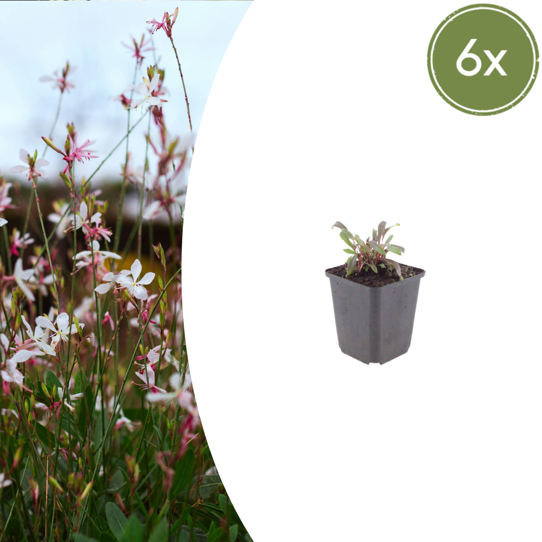 Gaura lindheimeri Siskiyou Pink – 6 Pflanzen – Ø9cm – Höhe 10-25cm – Prachtkerze – Kräftig rosafarbene Blüten – Für Beet, Präriegarten & Kübel