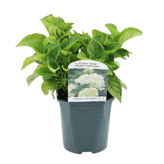 Hortensie – Hydrangea macrophylla Weiß – Blüte Weiß – Ø17cm – ↕30cm – Laubabwerfend – Pflegeleicht 