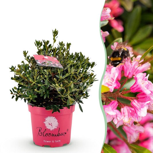 Green boutiQ - Zwerg-Rhododendron - Rhododendron Bloombux Magenta - Blühender Buchsbaum - Wenig Pflege - Rosa Blüte - 1 Pflanze - Topf 23cm - Höhe 45-55cm 