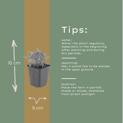 Polypodium vulgare Farn – 48 Pflanzen – Ø9cm – Höhe 10-25cm – Immergrüner Gartenfarn – Winterhart – Für Schattenbeet, Unterpflanzung & Naturgarten