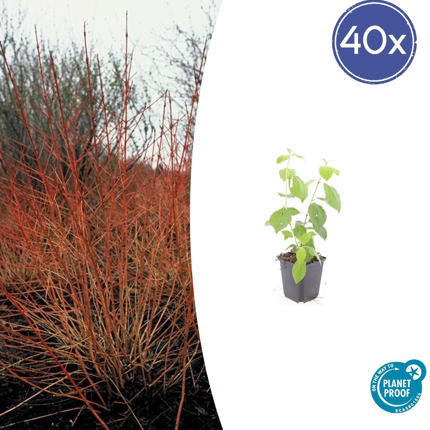 Roter Hartriegel – Cornus sanguinea 'Midwinter Fire' – ↕10-25cm – Ø9cm – 40 Pflanzen – Winterharter Zierstrauch, Leuchtende Zweige, Pflegeleicht