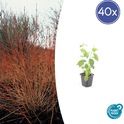 Roter Hartriegel – Cornus sanguinea 'Midwinter Fire' – ↕10-25cm – Ø9cm – 40 Pflanzen – Winterharter Zierstrauch, Leuchtende Zweige, Pflegeleicht