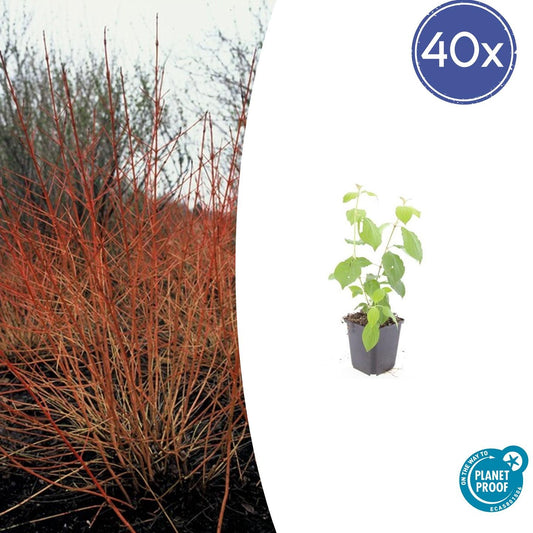 Roter Hartriegel – Cornus sanguinea 'Midwinter Fire' – ↕10-25cm – Ø9cm – 40 Pflanzen – Winterharter Zierstrauch, Leuchtende Zweige, Pflegeleicht