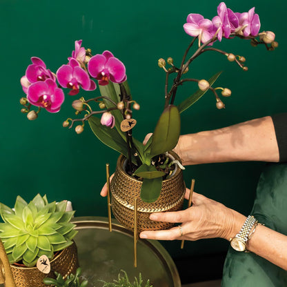 Phalaenopsis Orchidee Rosa Treviso – 4 Blütenzweige – Zimmerpflanze im goldenen Groove-Topf Ø12cm – Höhe 35cm – Exotische Blütenpracht 